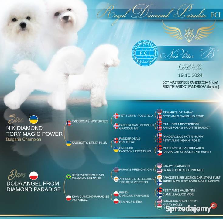 szczenięta bichon frise z rodowodem FCI Warszawa sprzedam