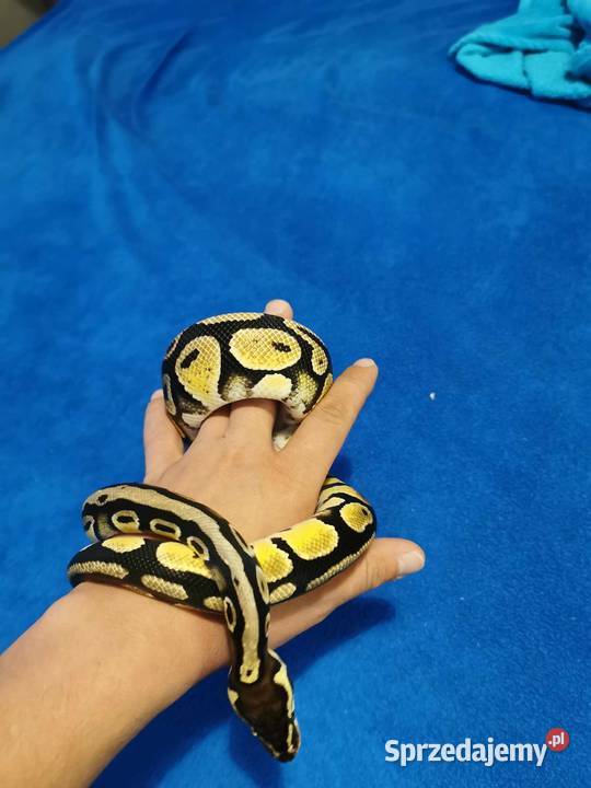 Pyton Królewski pastel samiec małopolskie Słomniki