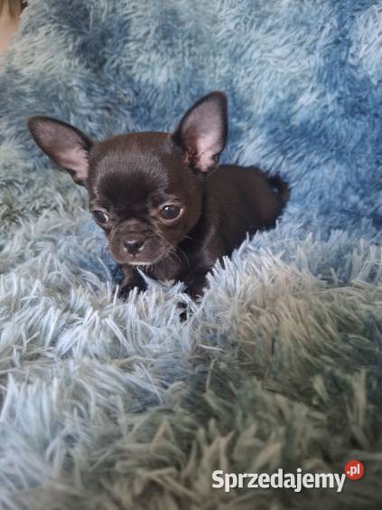 Chihuahua czarny piesek Lublin