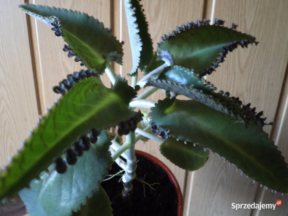 żyworódka kwiat doniczkowy Warszawa