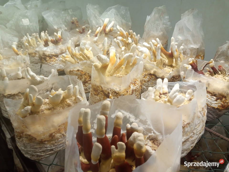 SHITAKE Dolice sprzedam