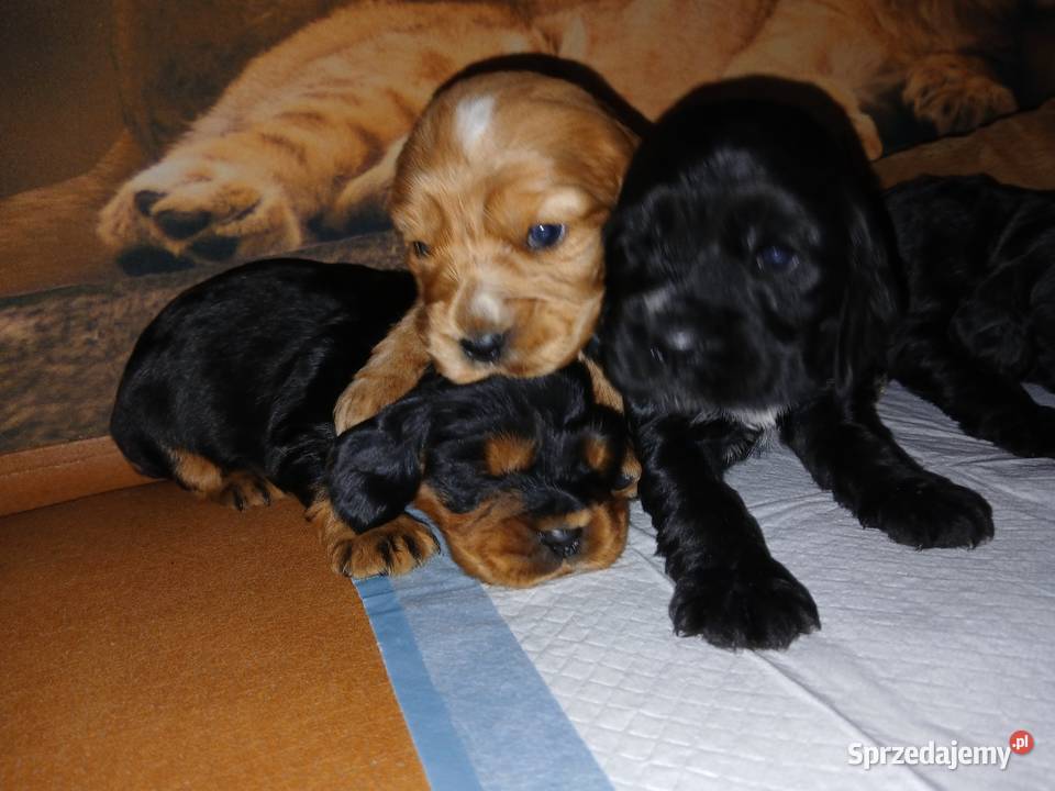 Śliczne Szczenięta Cocker Spaniel Angielski Sieradz