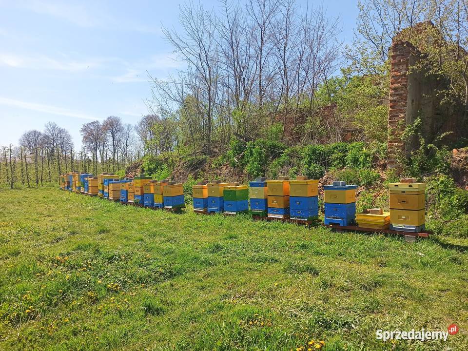Miód lipowy z własnej pasieki Sieradz