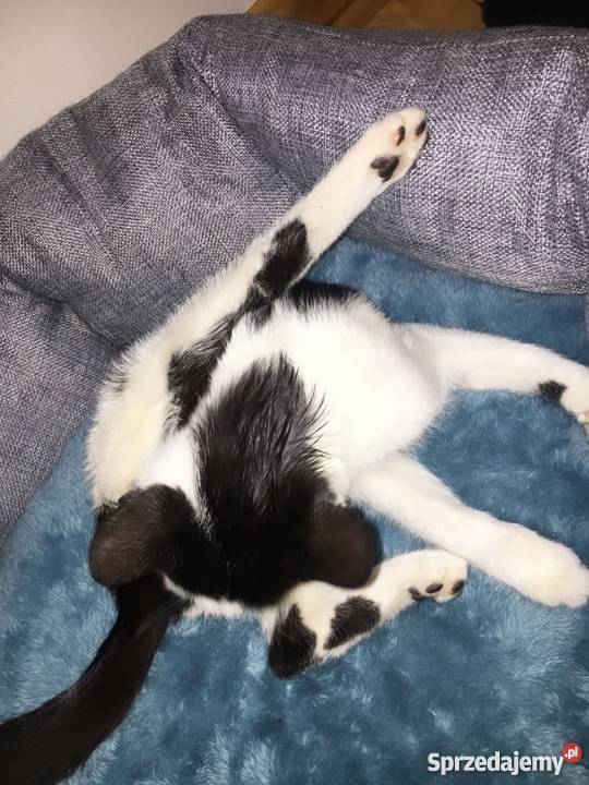 Kotek w kropki w ręce Płock