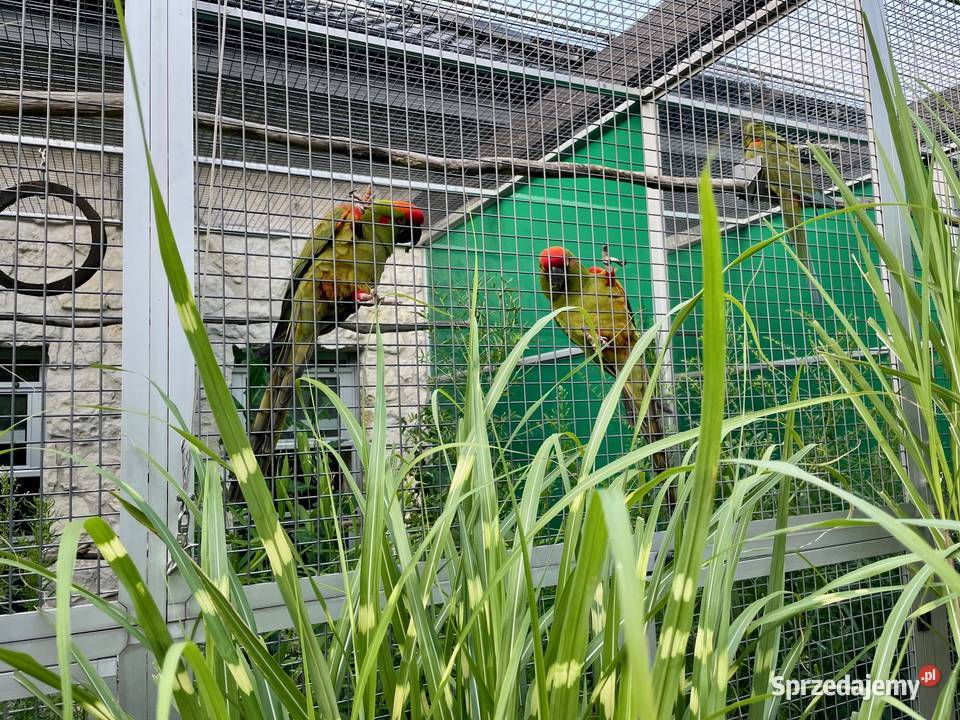 Ara różowooka rubrogenys Kraków
