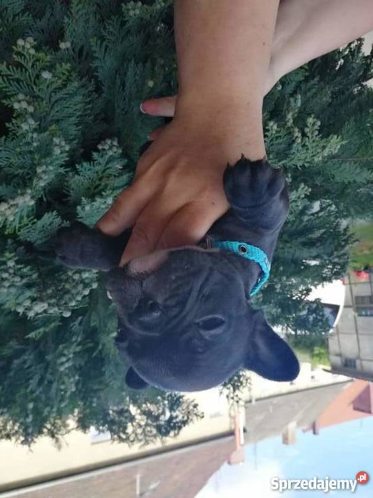 Buldog francuski Lubsko