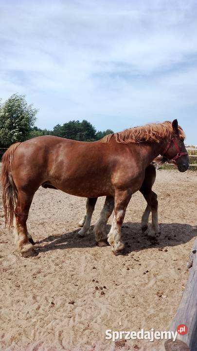 Sprzedam klacz zimnokwista zrebna że źrebakiem Konie