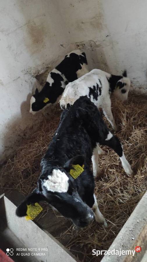 Cielaki byczki 3 sztuki warmińsko-mazurskie Wawrowice