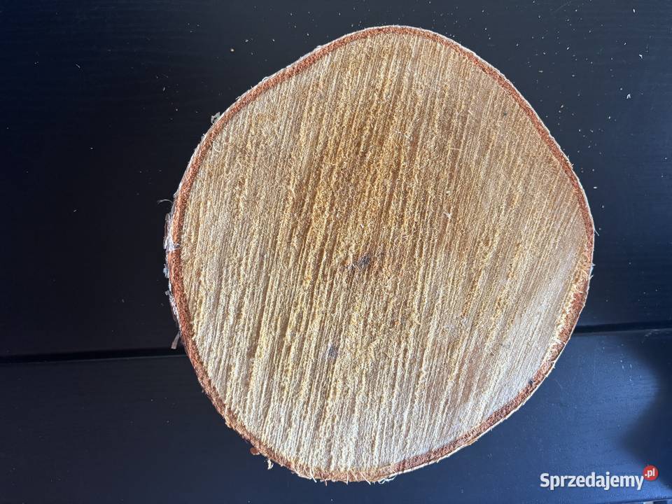 Plastry Krążki Brzozy