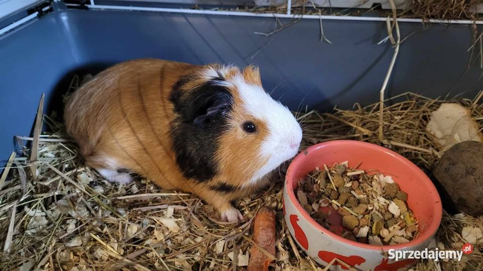 Świnka morska samiec Poświętne