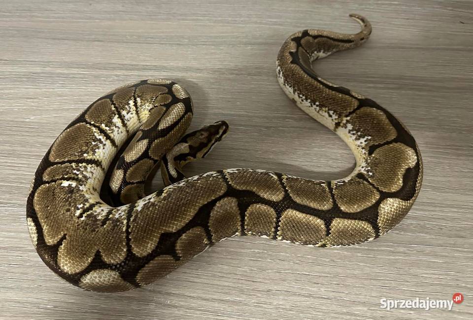 Pytony Królewskie Regius Kalwaria Zebrzydowska sprzedam