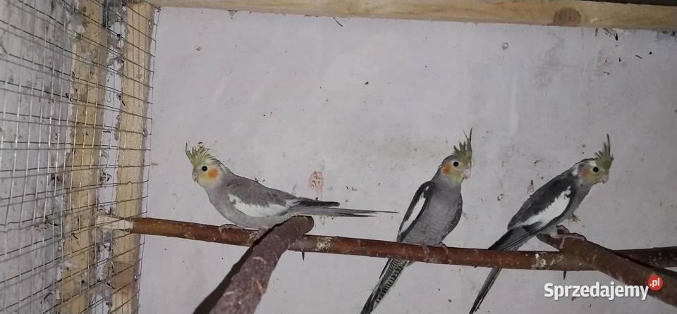 Świergotki różne mutacje i nimfy 2025 Pruchna