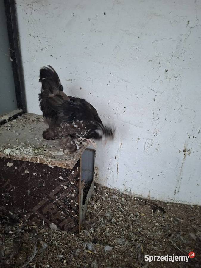 Silki sprzedam pary Ptaki Miejska Górka