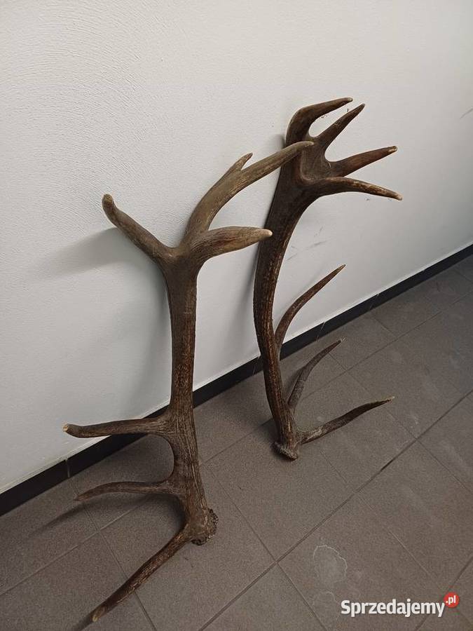 Sprzedam poroże Pozostałe Lublin