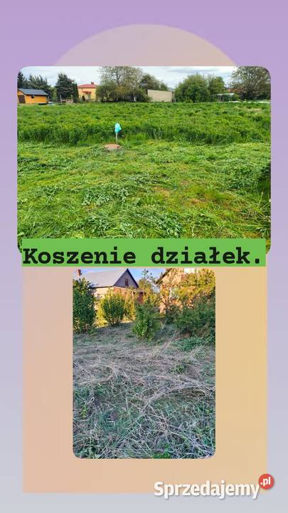 Przycinanie koron świerków i wycinka koszenie