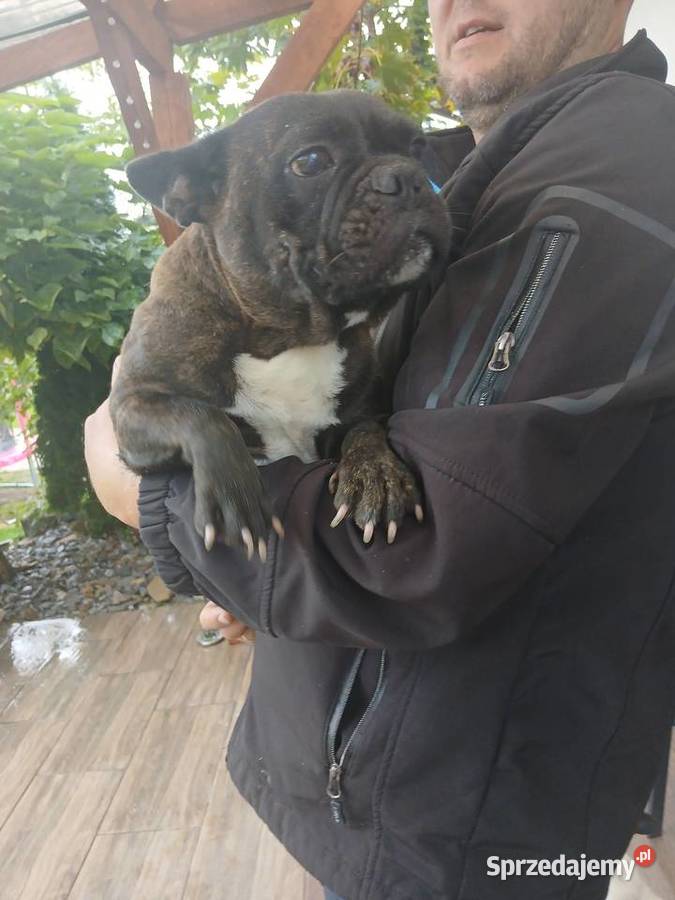 Buldog francuski piesek Buldog świętokrzyskie Przeczów