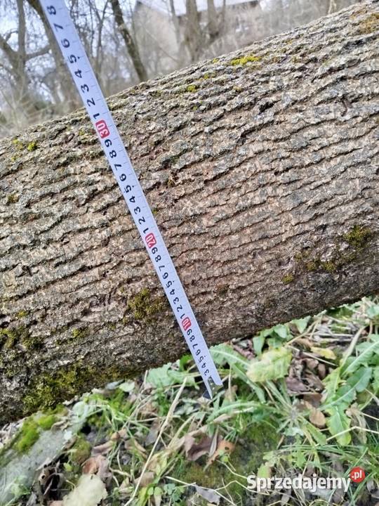 Sprzedam Drzewo Jesion Rolnictwo Lubaczów