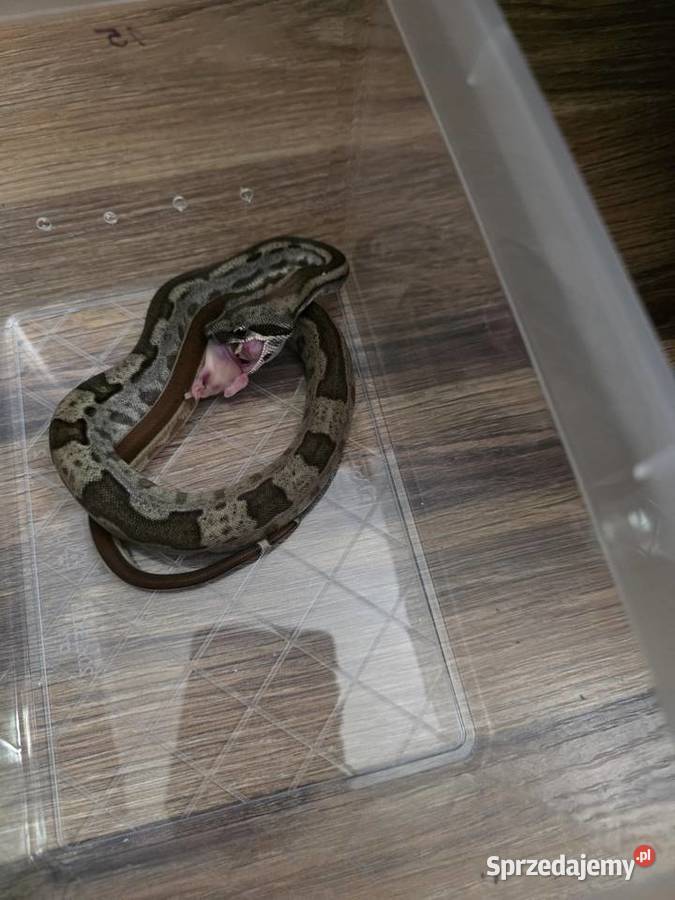 Boa junglemotley leopard Inowrocław