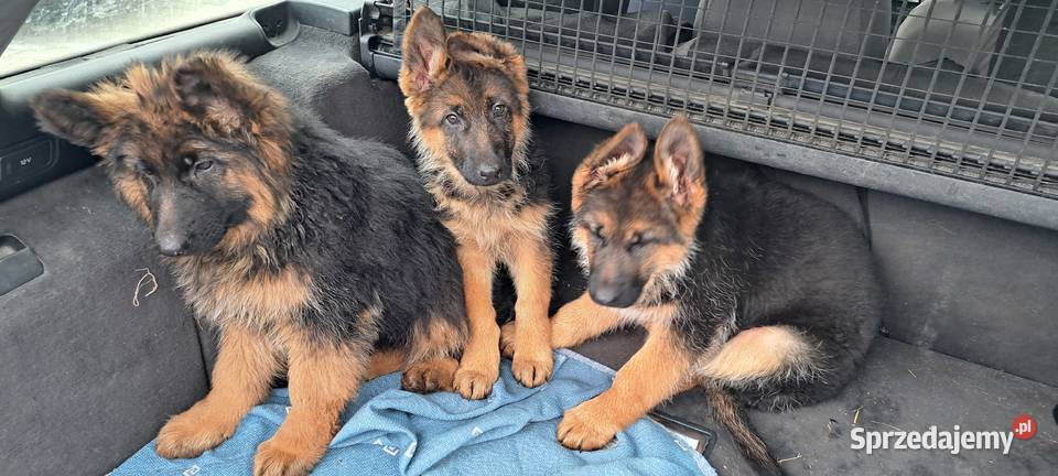 Szeniaki owczarek niemiecki Zębowice