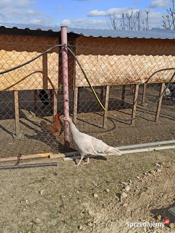 Jaja lęgowe indycze indyki Krasnystaw