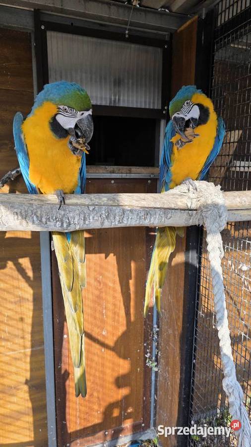 Ara Ararauna Ornontowice sprzedam