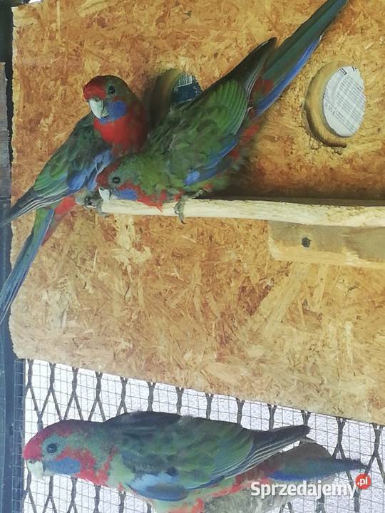 Sprzedam rozelle królewskie Nowy Sącz