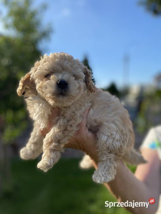 Piękny piesek Maltipoo Pozostałe Warszawa