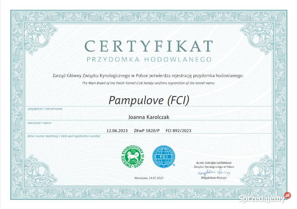 Szczenię Wyżeł węgierski krótkowłosyZKwP FCI Wrocław