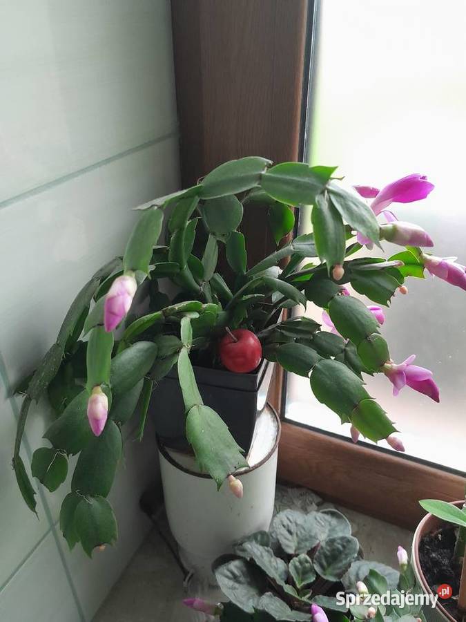 Grudnik szlumbergera kaktus Bożego Narodzenia małopolskie Wieliczka