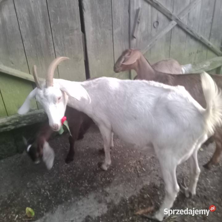 Kozy Anglonubijskie Sprzedam Zwoleń