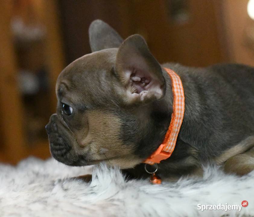 Buldog francuski sunia Gotowa do odbioru BEZA łódzkie Łódź sprzedam