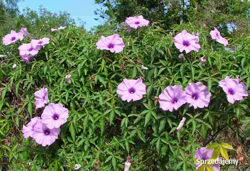 IPOMOEA PALMATA Ipomoea palmata NASIONA 100g Lubanie sprzedam