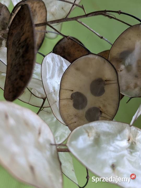 Miesięcznica Judaszowe srebrniki Dekoracyjny Kraków