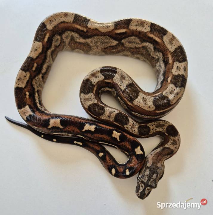 3 Boa cesarski samiec cb25 Chrzanów