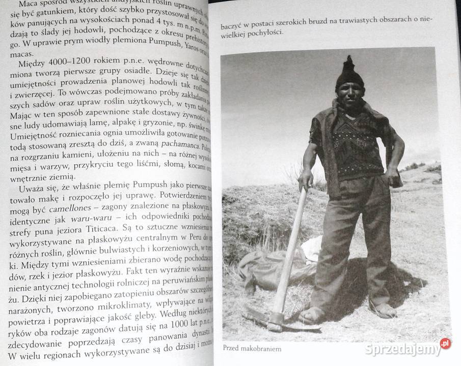 Maca siostra Vilcacory Marek Prusakowski miękka Chełm