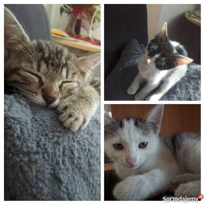 Oddam Kociaki w ręce 3 Zwierzęta opolskie Brzeg