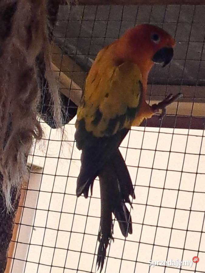 Sprzedam konury słoneczne parę