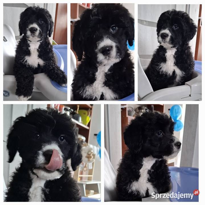 Portugalski pies dowodny piesek Szczenięta mazowieckie Sierpc sprzedam