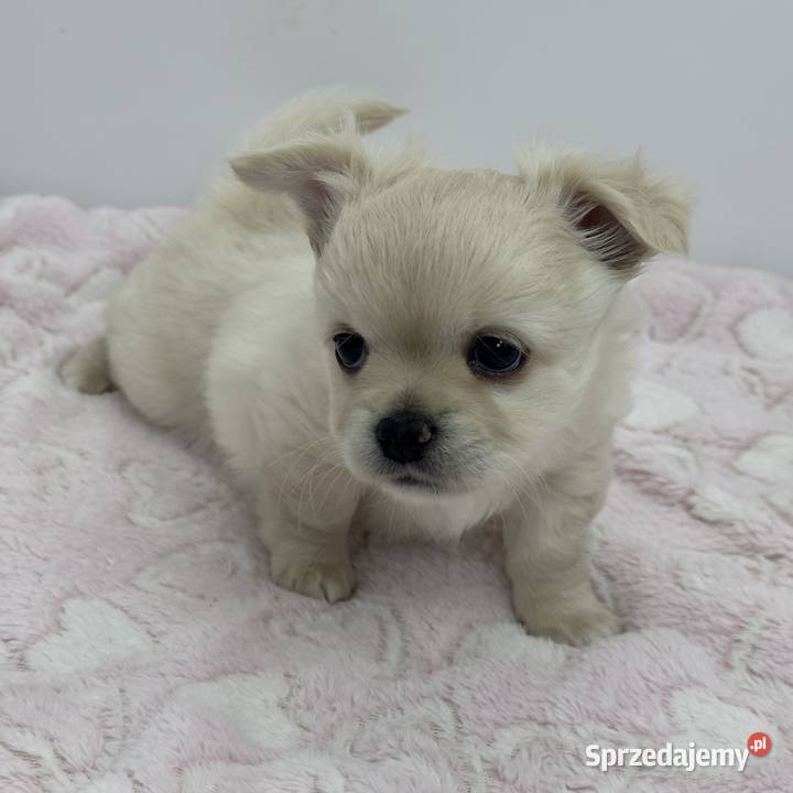 Chihuahua długowłosy FCI Piesek