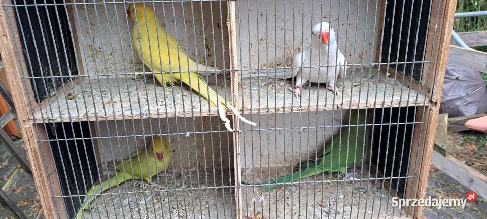 Papugi aleksandretty obrożne Konin sprzedam