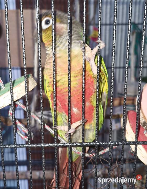 Rudosterki do adopcji Ptaki Gorzów Wielkopolski sprzedam