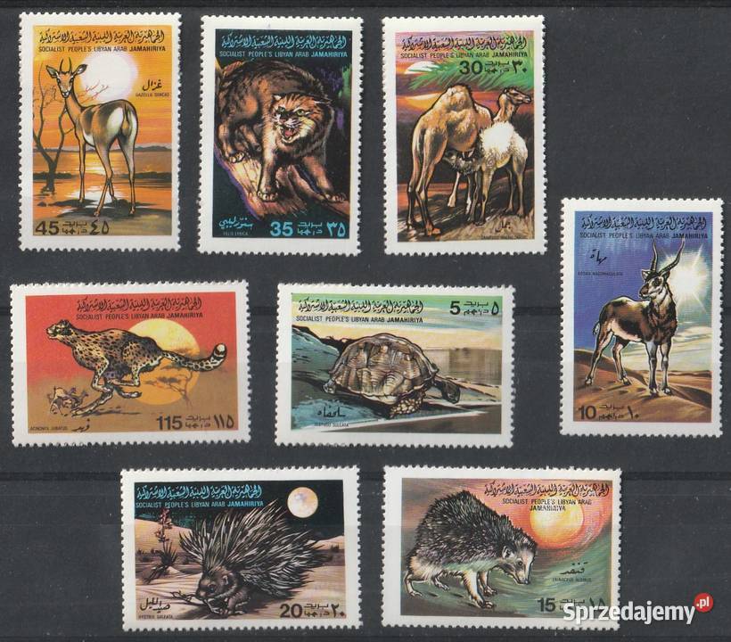 LIBIA FAUNA CZYSTE Łódź