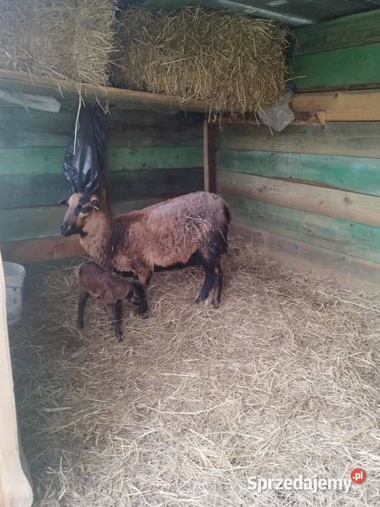 Owce kameruńskie tryk małe z matką Sterkowiec sprzedam