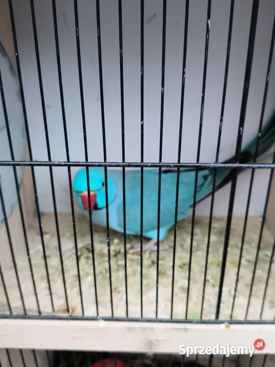 Aleksandrety obrozne Wrocław