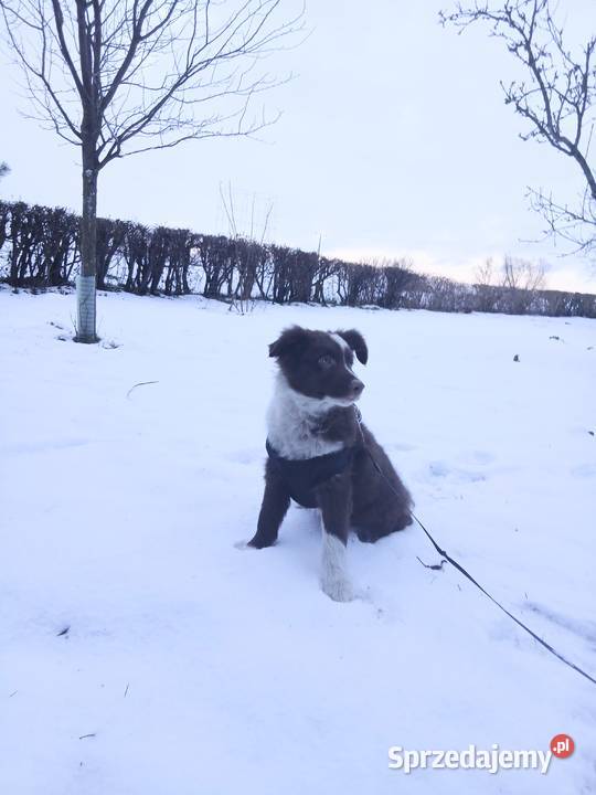 Border collie czekoladowo białe