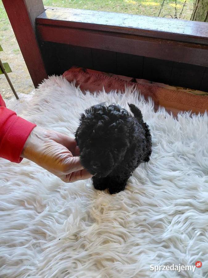 Pudel toy piesek czarny Wyszków