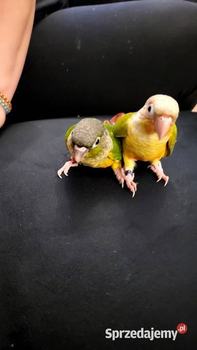 Rudosterki ręcznie karmione Sulbiny