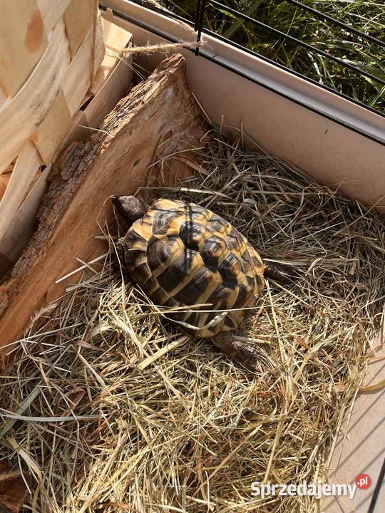 sprzedam żółwia lądowego greckiego 6 letni Wrocław
