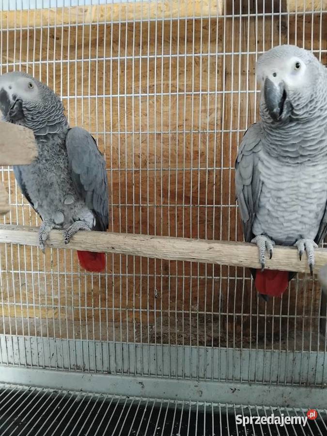 Samica i samiec Żako Bogoria