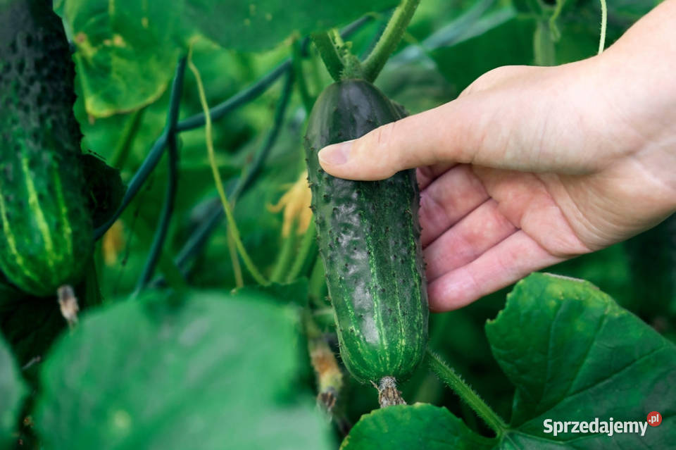 Ogórki gruntowe bez nawozu obornik Pozostałe Krosino